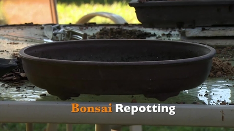 Thumbnail for entry Oklahoma Gardening: Bonsai Repotting