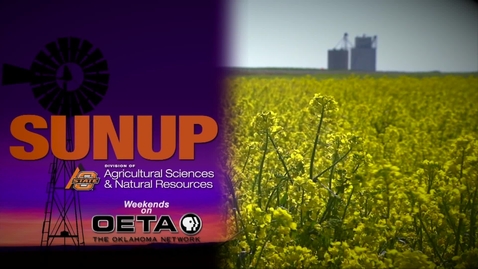 Thumbnail for SUNUP: Lahoma 2016: Future wheat varieties