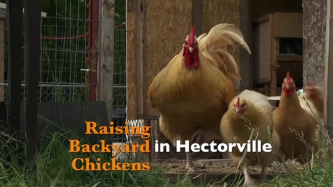 Thumbnail for entry Oklahoma Gardening: Raising Backyard Chickens