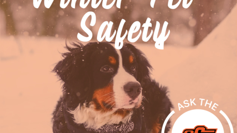 Thumbnail for entry Ask the Experts - Winter Safety for Pets