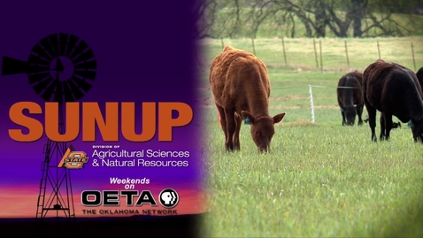 Thumbnail for entry SUNUP: Livestock Marketing