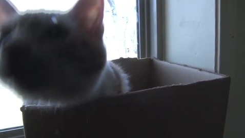 Thumbnail for Giving a Helping Paw
