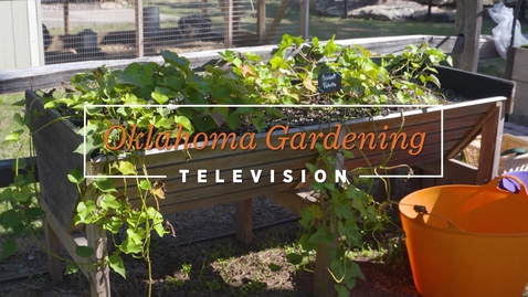 Thumbnail for entry Harvesting Sweet Potatoes in the Backyard Garden