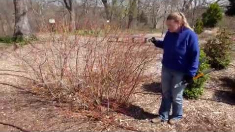 Thumbnail for entry Spring Prune Your Dogwood Shrub to Maintain Color