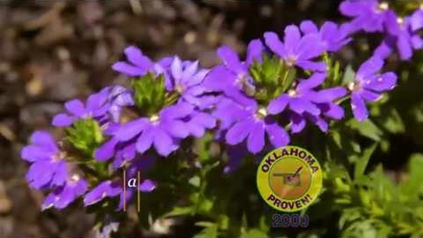 Thumbnail for A fan flower for those hotter days