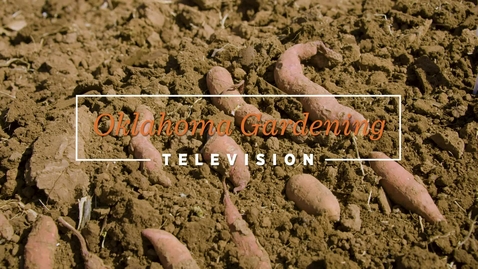 Thumbnail for Sweet Potato Slip Production