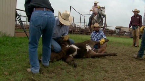 Thumbnail for entry Cattle branding the old fashioned way