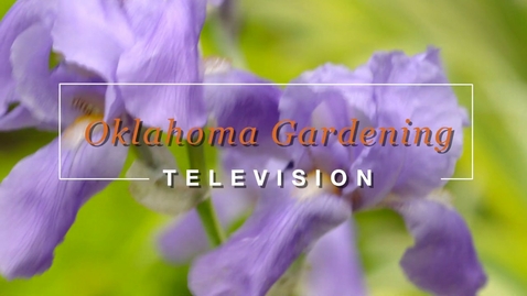 Thumbnail for Blooming Variegated Iris