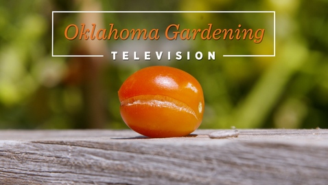 Thumbnail for entry Oklahoma Gardening July 23, 2022