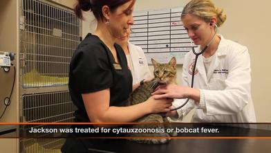 Cytauxzoon Cats Can Survive Jackson Survives Bobcat Fever News And Information Oklahoma State University