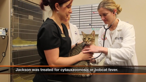 Thumbnail for Cytauxzoon Cats CAN Survive