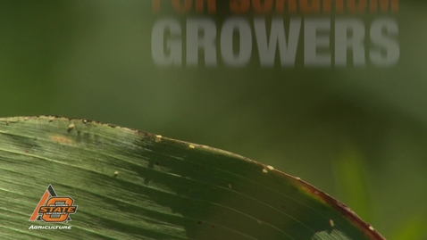 Thumbnail for Sweet success for sorghum growers