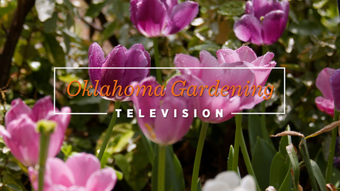 Thumbnail for entry Oklahoma Gardening- April 30, 2022