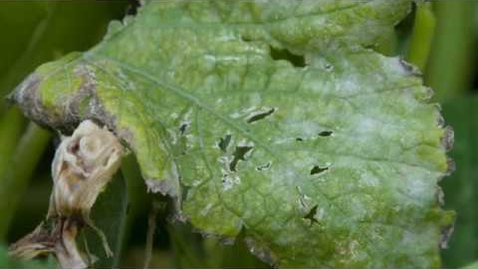 Thumbnail for entry Identifying Powdery Mildew on Your Plants