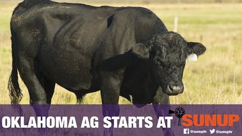 Thumbnail for Cow-Calf Corner - Preparing Bulls for Breeding (3/6/21)