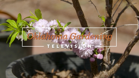 Thumbnail for entry Pink Flowering Almond