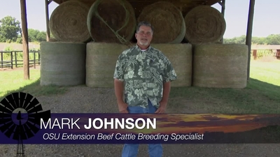 <div><div>Mark Johnson, OSU Extension beef cattle breeding specialist, explains why record keeping is so essential for cattle operations.</div><div><br></div><div>For Extension fact sheets &amp; more visit&nbsp;</div><div><a target="_blank" rel="nofollow noopener noreferrer" href="https://extension.okstate.edu">https://extension.okstate.edu</a>&nbsp;</div><div><br></div><div>SUNUP is a production of the Division of Agricultural Sciences and Natural Resources at Oklahoma State University. Copyright 2023, Oklahoma State University.</div></div>
