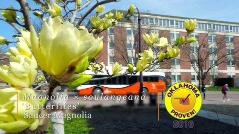 Thumbnail for Beautiful Saucer Magnolia Blooms