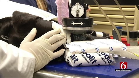 Thumbnail for OSU in the News: New Cancer Technology for Pets