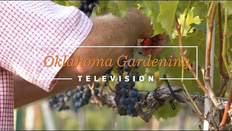 Thumbnail for entry Oklahoma Gardening September 23, 2023