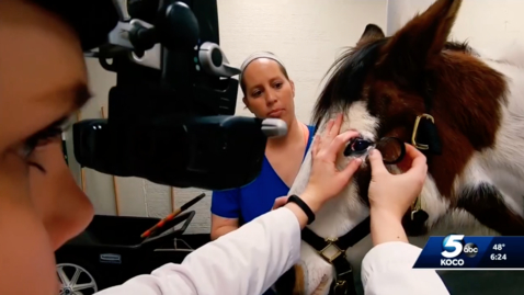 Thumbnail for entry IN THE NEWS: OSU Center for Veterinary Health Sciences Performing Cataract Surgery on Horses