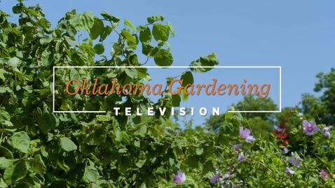 Thumbnail for 2024 Oklahoma Proven Shrub: Contorted Filbert