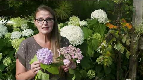 Thumbnail for Exploring Different Hydrangea Species
