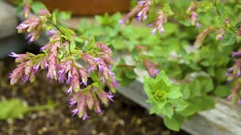 Thumbnail for 5 Types of Oregano