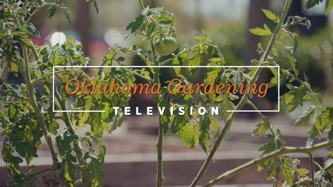 Thumbnail for entry Planting Tomatoes