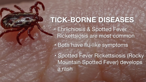 Thumbnail for entry Ticks &amp; disease