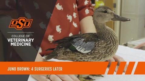 Thumbnail for Juno Brown: 4 Surgeries Later