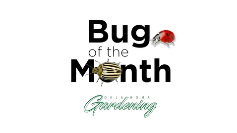 Thumbnail for entry Bug of the Month - Red-Shouldered Bug