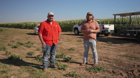 Thumbnail for entry Panhandle Crops Field Day