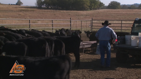 Thumbnail for Healthier calves, higher prices