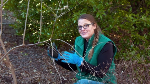 Thumbnail for entry Different Pruning Methods for Your Shrubs