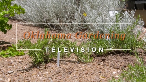 Thumbnail for Learn about Rosemary! Top 5 Herbs
