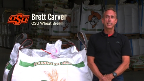 Thumbnail for OSU Releases Five Wheat Varieties