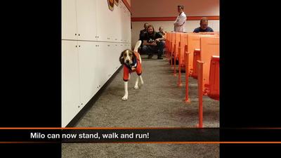 Oklahoma State's veterinary medicine team celebrates Milo six months post-surgery. Born with upside-down paws, Milo could not stand or walk. Six months after surgery, Milo's progress is truly remarkable. 
