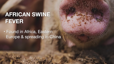 Thumbnail for entry Vet Scripts-African swine fever