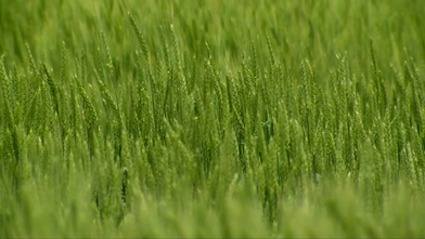 New Osu Beardless Wheat Variety Seed Available For Fall Planting
