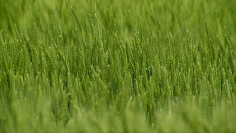 Thumbnail for OSU releases new wheat variety