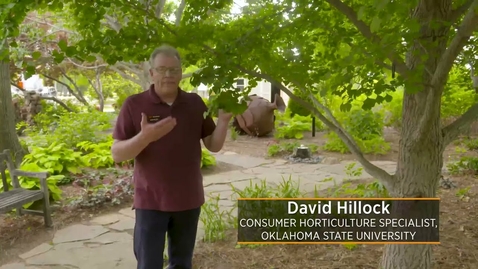 Thumbnail for Oklahoma Proven: Gingko Tree