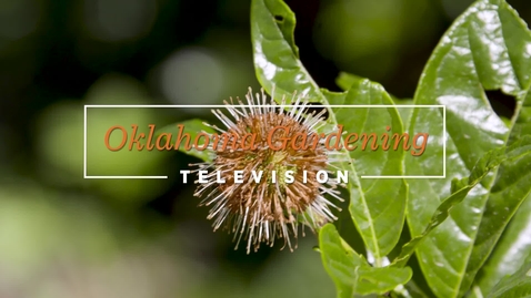 Thumbnail for entry Oklahoma Proven: Buttonbush