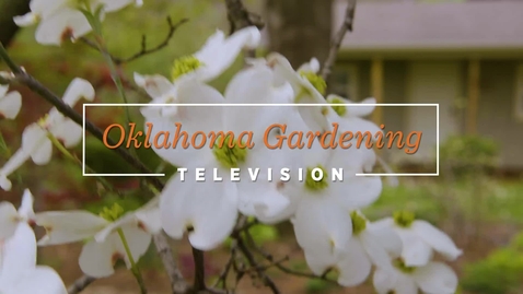 Thumbnail for Flowering Dogwood