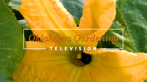 Thumbnail for entry Oklahoma Gardening- May 21, 2022