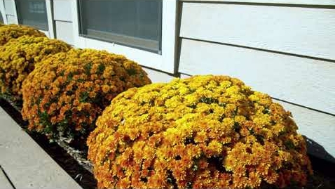 Thumbnail for entry Perfect Fall Chrysanthemums