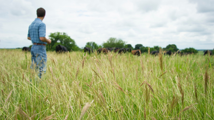 Thumbnail for channel Division of Agricultural Sciences and Natural Resources