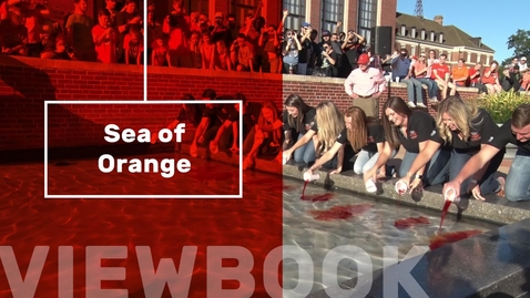 Thumbnail for entry Sea of Orange