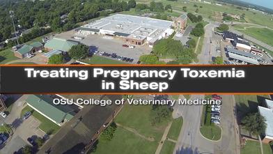 Treating Pregnancy Toxemia A Major Disease Of Sheep News And