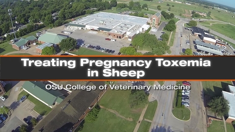 Thumbnail for Treating Pregnancy Toxemia in Sheep